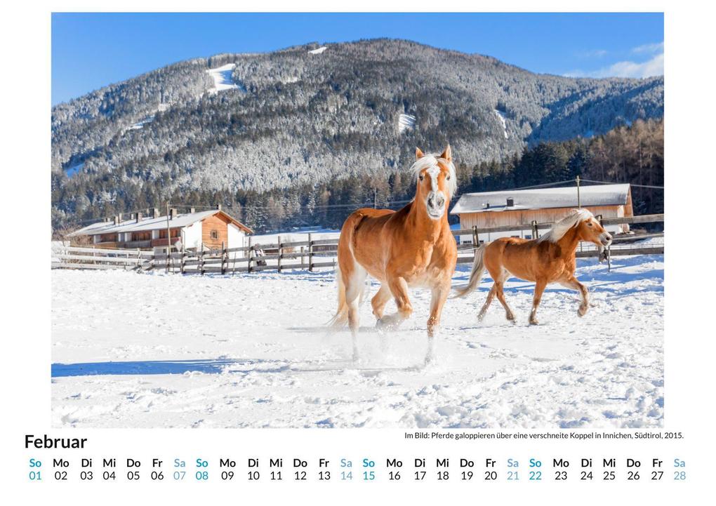 Weitere Ansicht: Haflinger | Liam Neumann