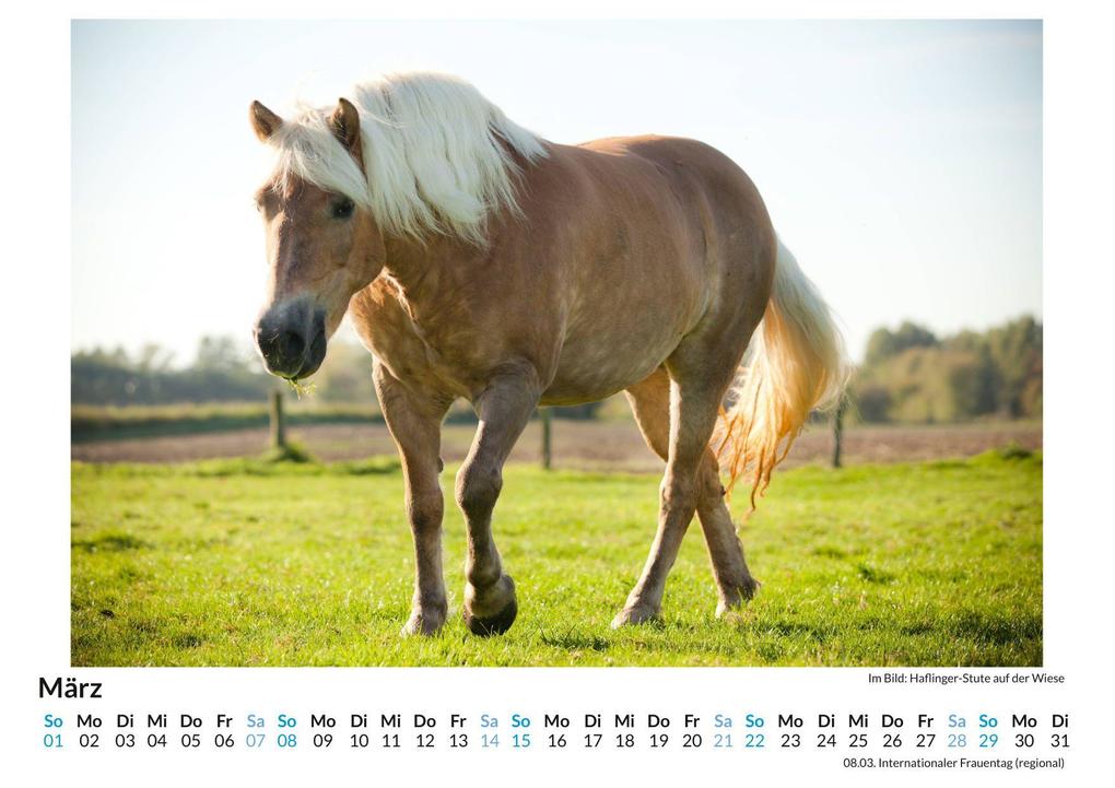 Weitere Ansicht: Haflinger | Liam Neumann