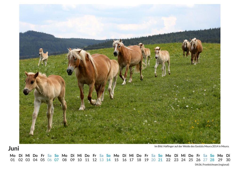 Weitere Ansicht: Haflinger | Liam Neumann