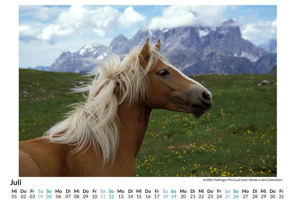 Weitere Ansicht: Haflinger | Liam Neumann