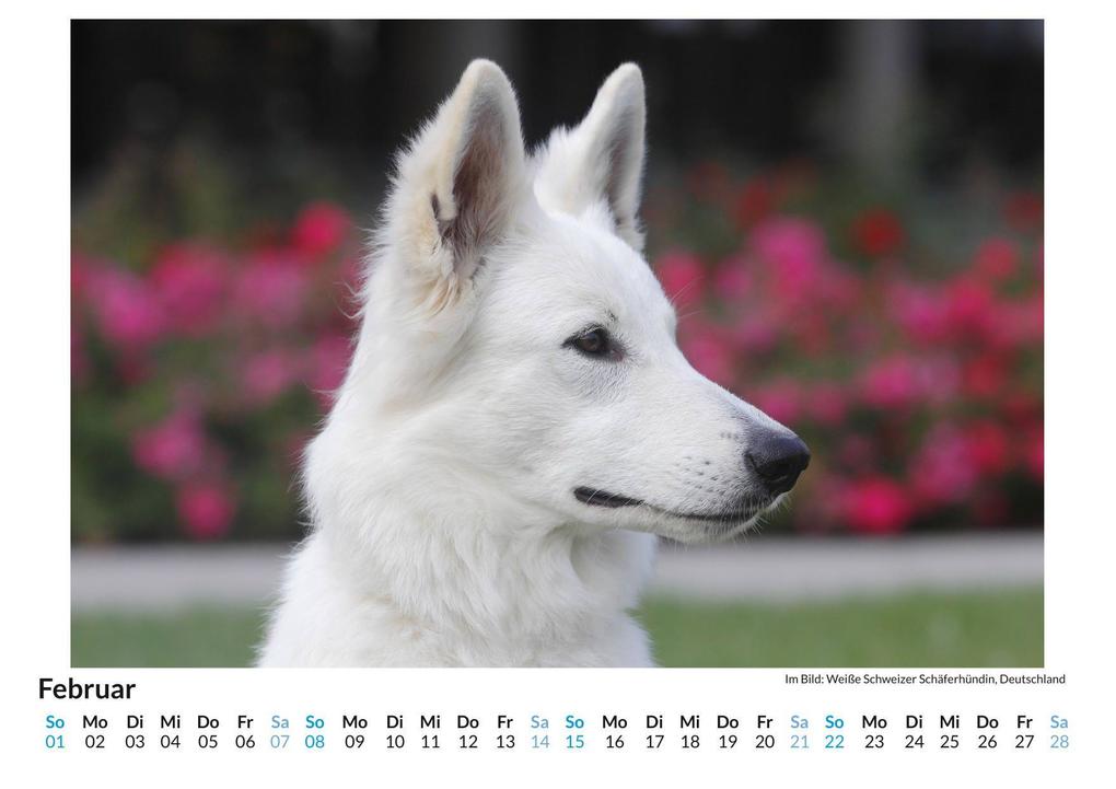 Weitere Ansicht: Berger Blanc Suisse | Finn Hartmann