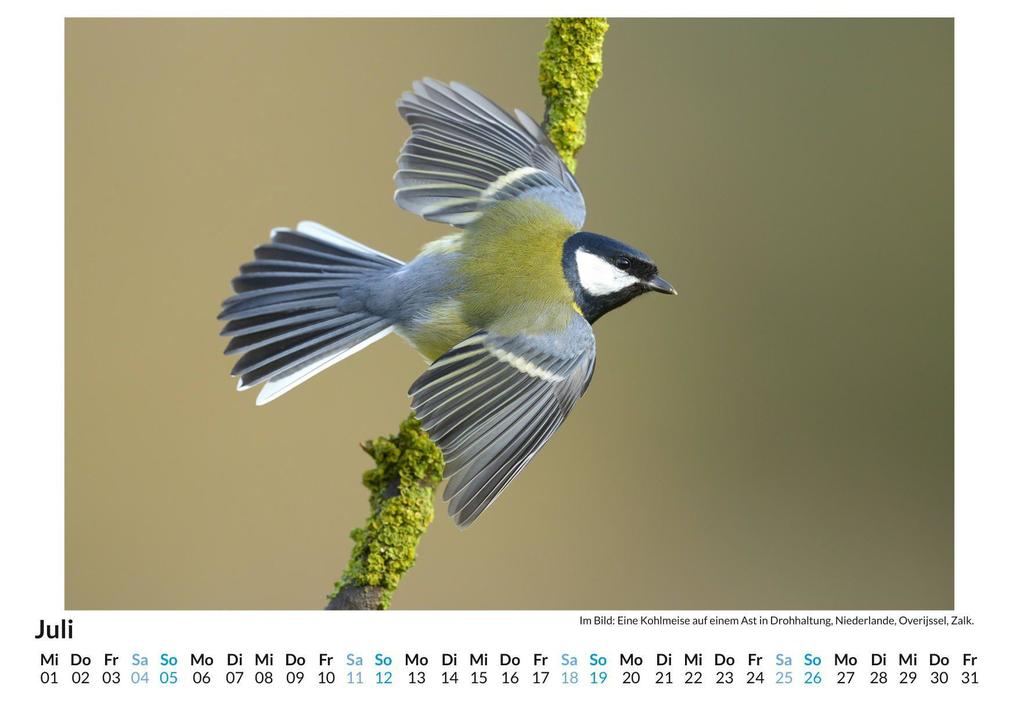 Weitere Ansicht: Der europäische Singvogel | Nora Lange