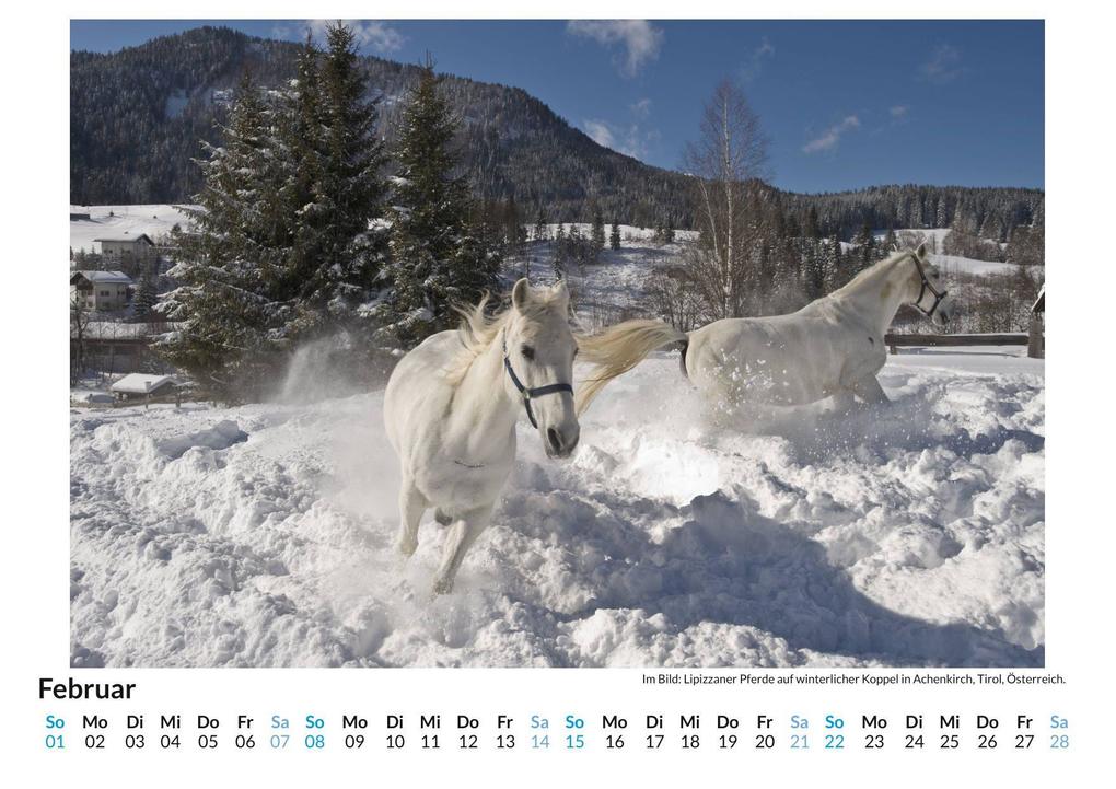 Weitere Ansicht: Lipizzaner | Olivia Horn