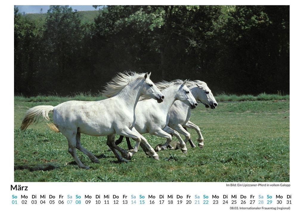 Weitere Ansicht: Lipizzaner | Olivia Horn