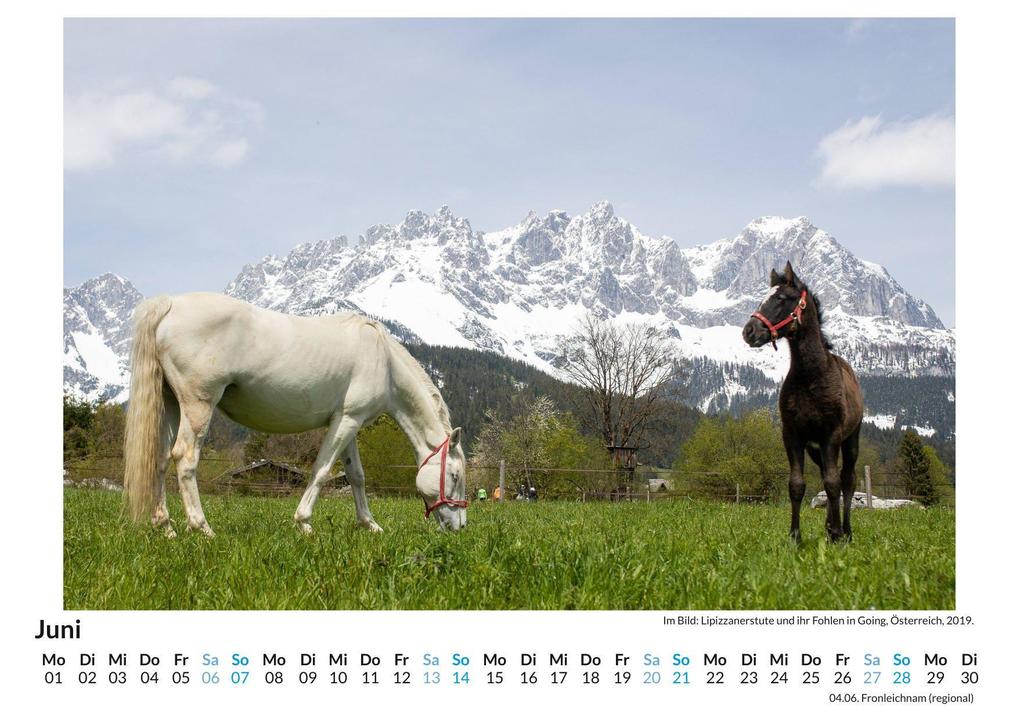 Weitere Ansicht: Lipizzaner | Olivia Horn