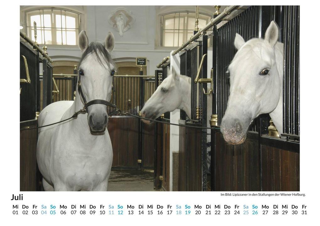 Weitere Ansicht: Lipizzaner | Olivia Horn