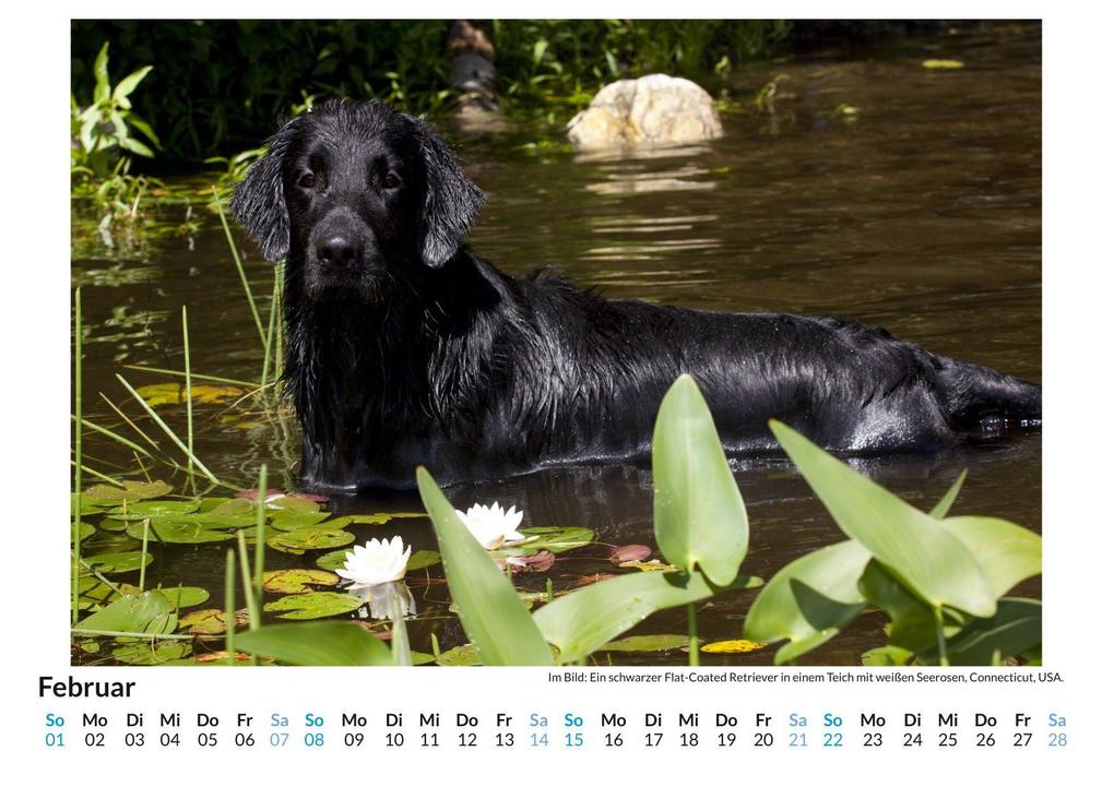 Weitere Ansicht: Flat Coated Retriever | Lena Schmitz