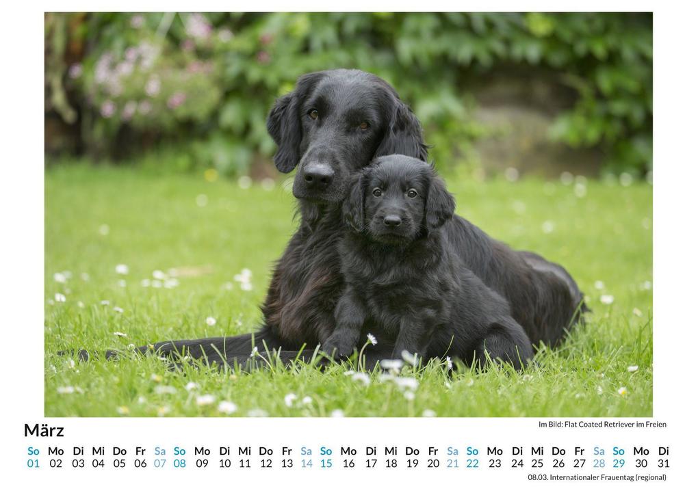Weitere Ansicht: Flat Coated Retriever | Lena Schmitz