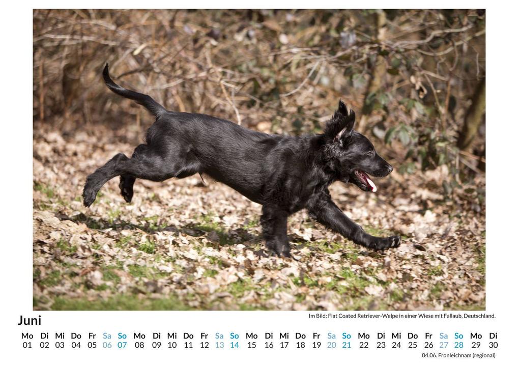 Weitere Ansicht: Flat Coated Retriever | Lena Schmitz