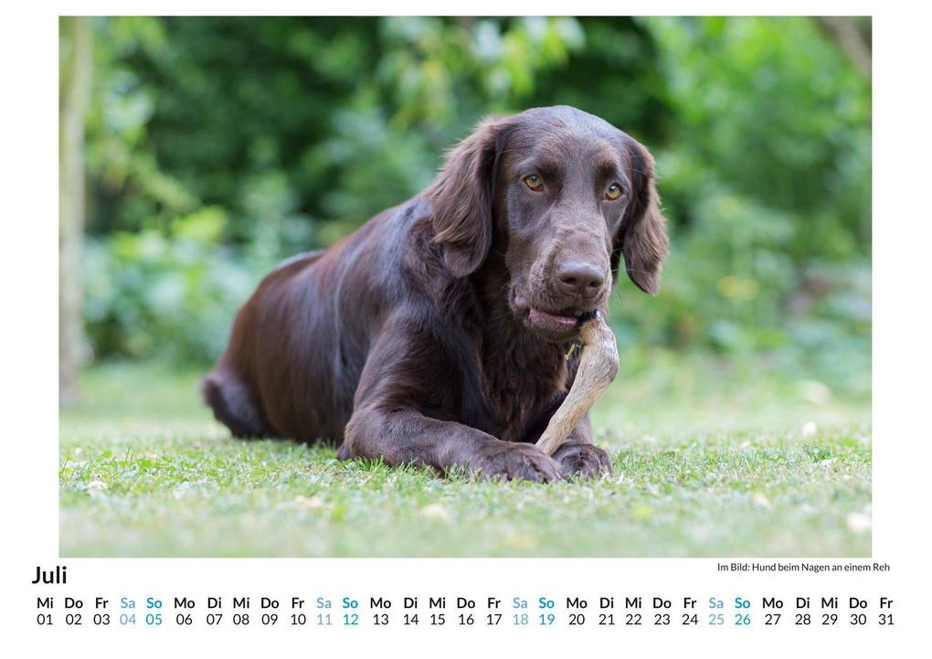 Weitere Ansicht: Flat Coated Retriever | Lena Schmitz