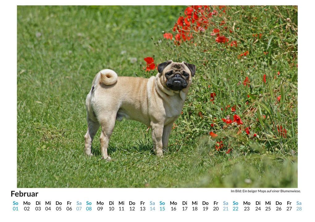 Weitere Ansicht: Mops | Anton König