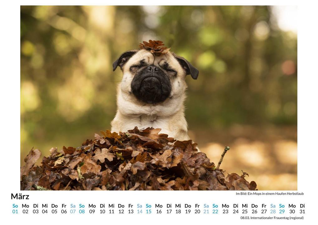 Weitere Ansicht: Mops | Anton König