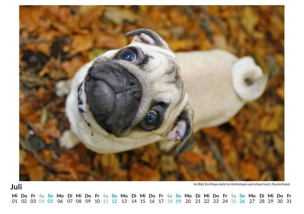 Weitere Ansicht: Mops | Anton König