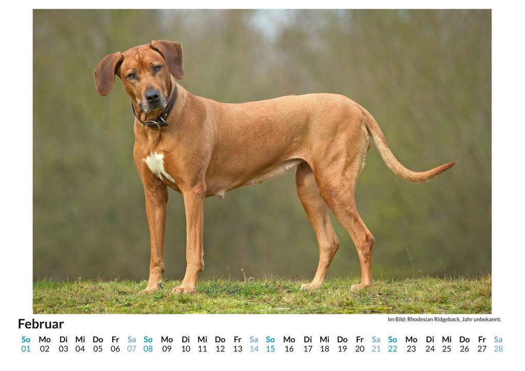 Weitere Ansicht: Rhodesian Ridgeback | Louis Lang