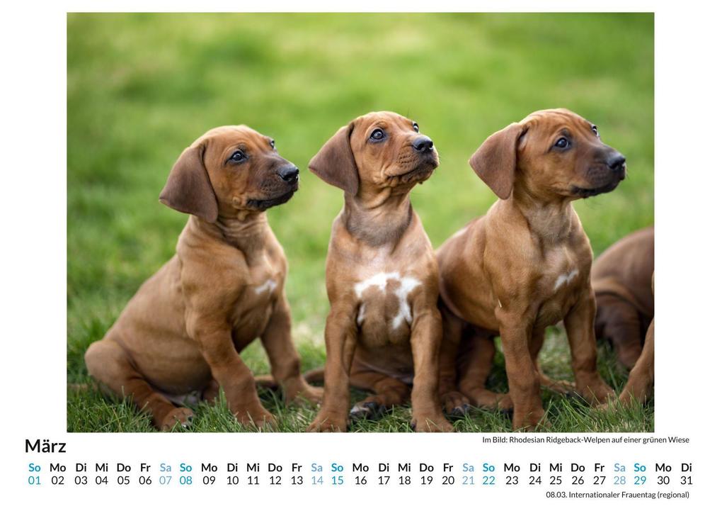 Weitere Ansicht: Rhodesian Ridgeback | Louis Lang