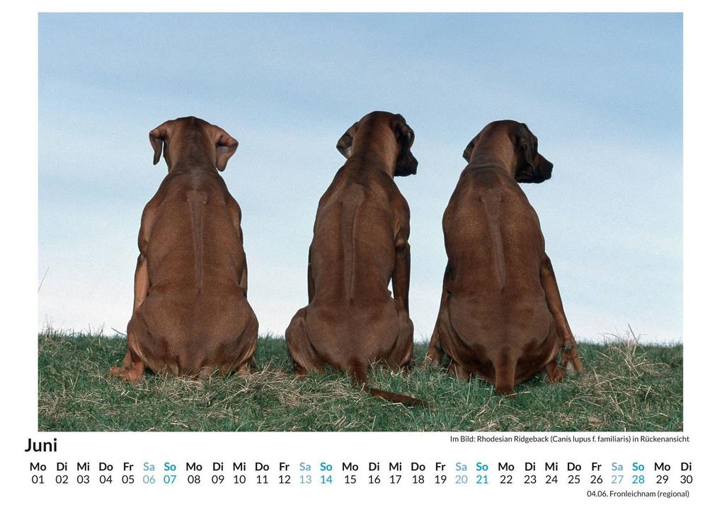 Weitere Ansicht: Rhodesian Ridgeback | Louis Lang