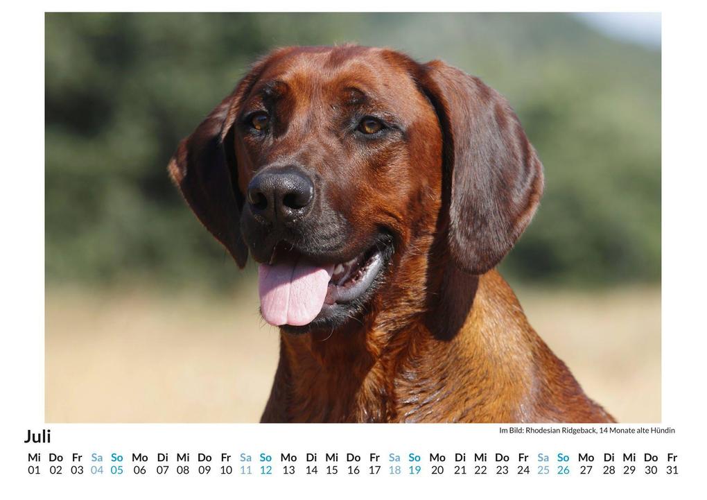 Weitere Ansicht: Rhodesian Ridgeback | Louis Lang