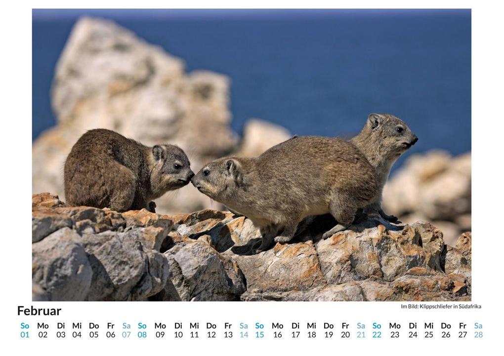 Weitere Ansicht: Klippschliefer | Jakob Lang