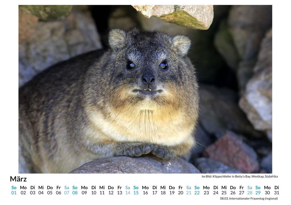 Weitere Ansicht: Klippschliefer | Jakob Lang