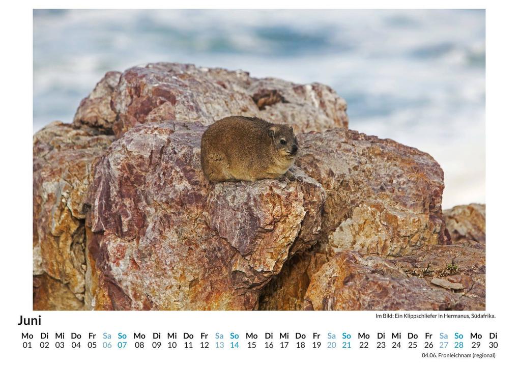 Weitere Ansicht: Klippschliefer | Jakob Lang