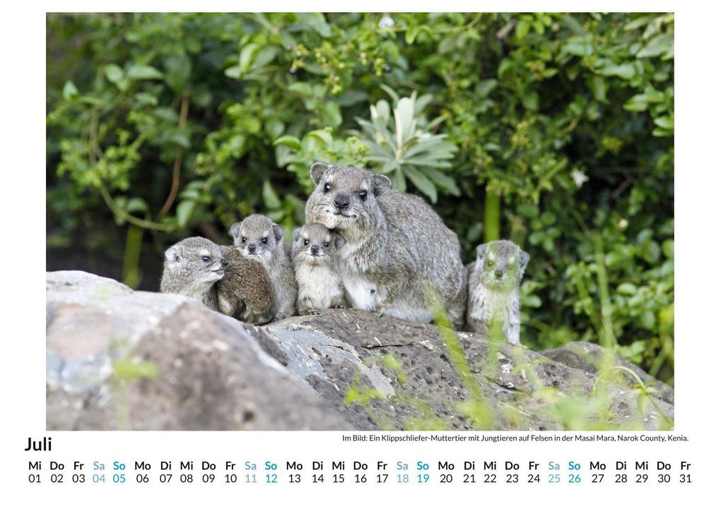 Weitere Ansicht: Klippschliefer | Jakob Lang