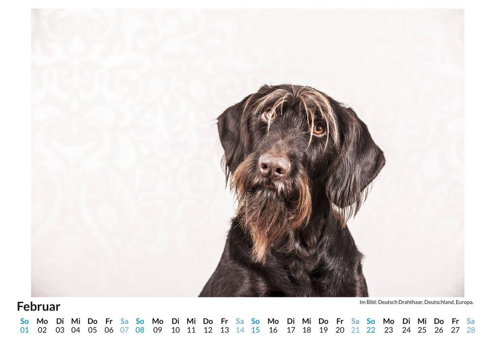 Weitere Ansicht: Deutsch Drahthaar | Sofia Hartmann