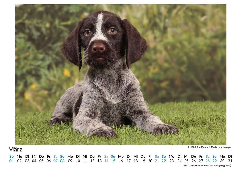 Weitere Ansicht: Deutsch Drahthaar | Sofia Hartmann