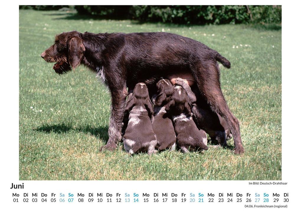 Weitere Ansicht: Deutsch Drahthaar | Sofia Hartmann