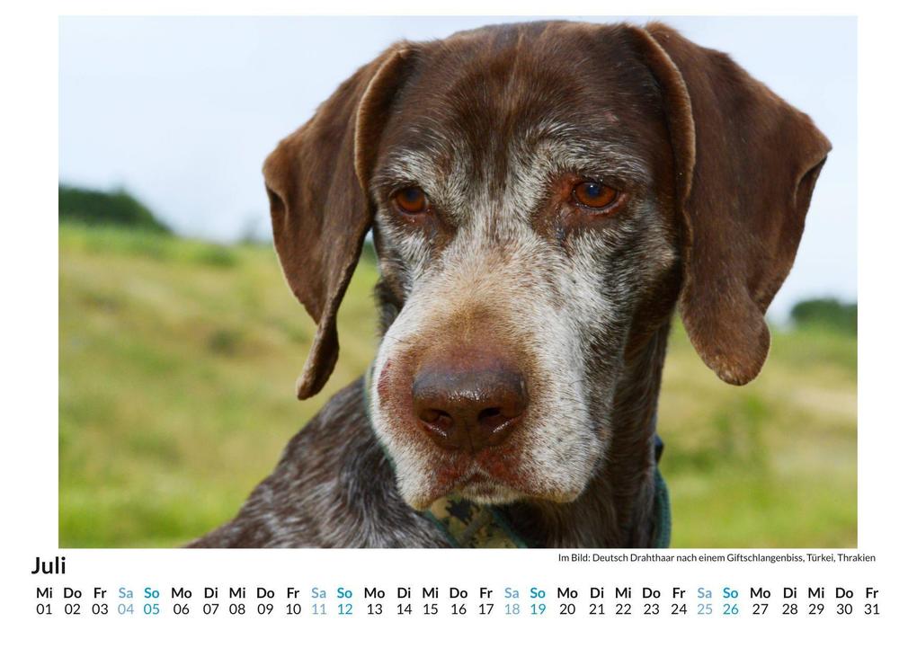 Weitere Ansicht: Deutsch Drahthaar | Sofia Hartmann