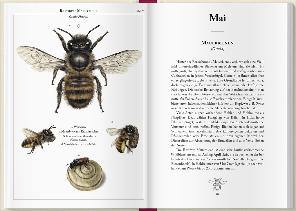 Weitere Ansicht: Bienenkalender 2027 | Lena Zeise