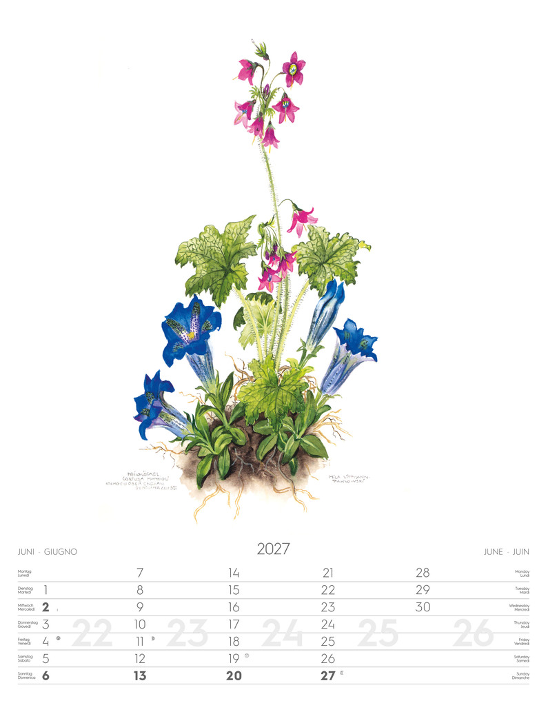 Weitere Ansicht: Alpenblumen-Aquarelle Kalender 2027