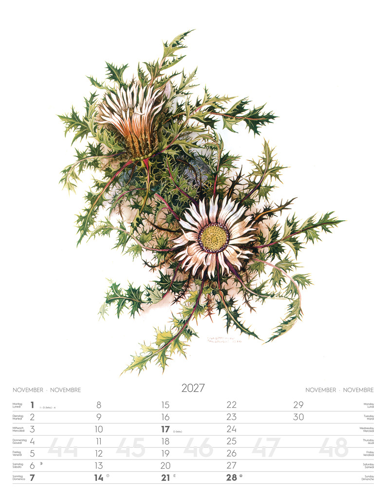 Weitere Ansicht: Alpenblumen-Aquarelle Kalender 2027