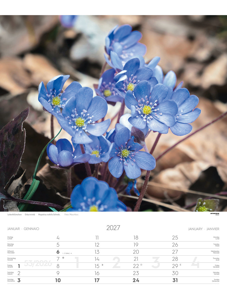 Weitere Ansicht: Alpenblumen Kalender 2027