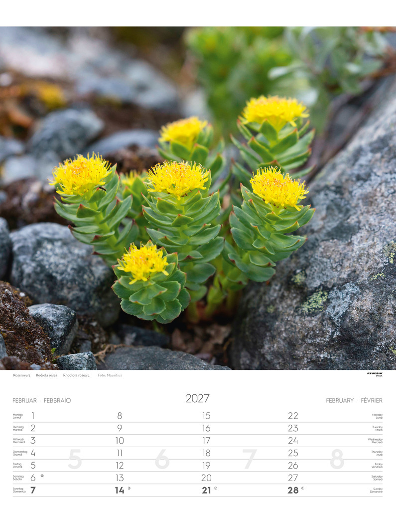 Weitere Ansicht: Alpenblumen Kalender 2027