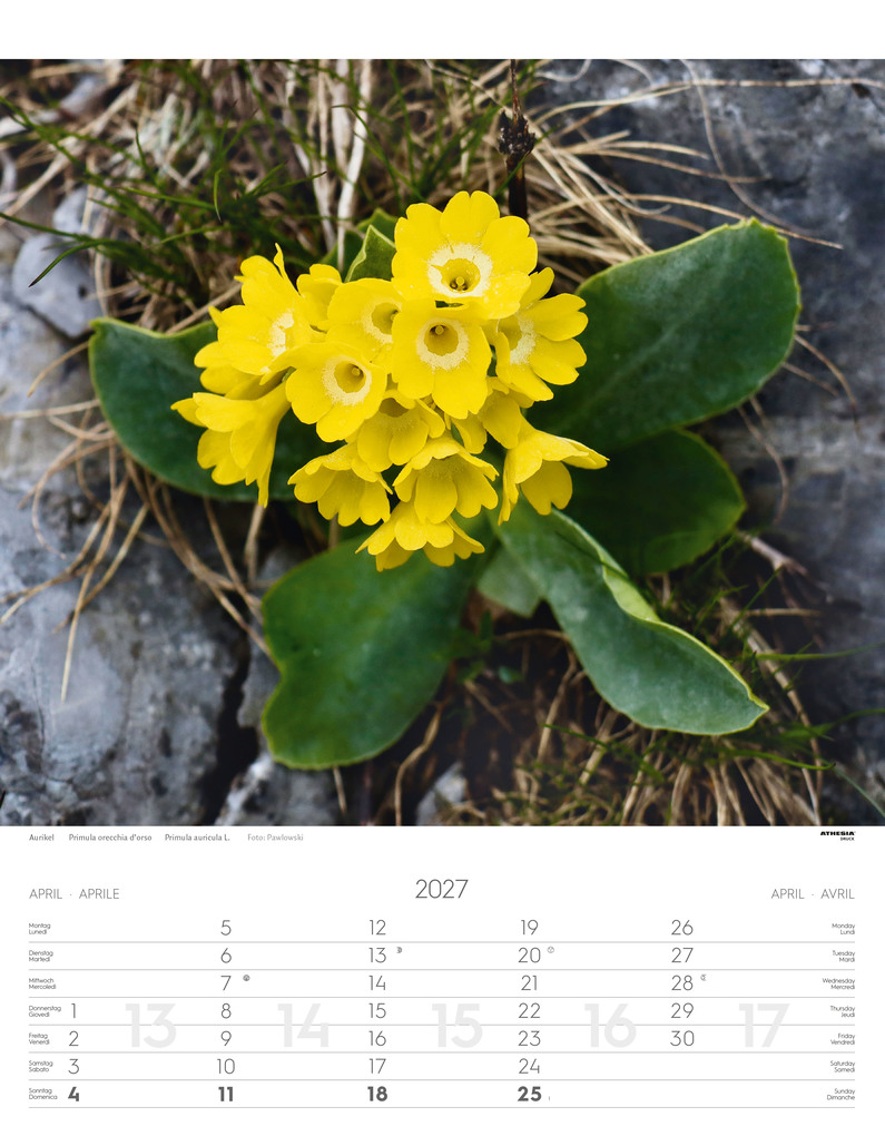 Weitere Ansicht: Alpenblumen Kalender 2027