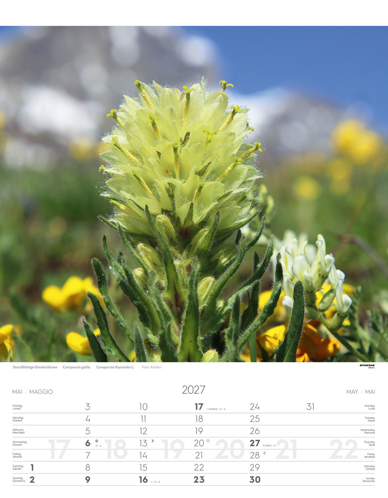Weitere Ansicht: Alpenblumen Kalender 2027