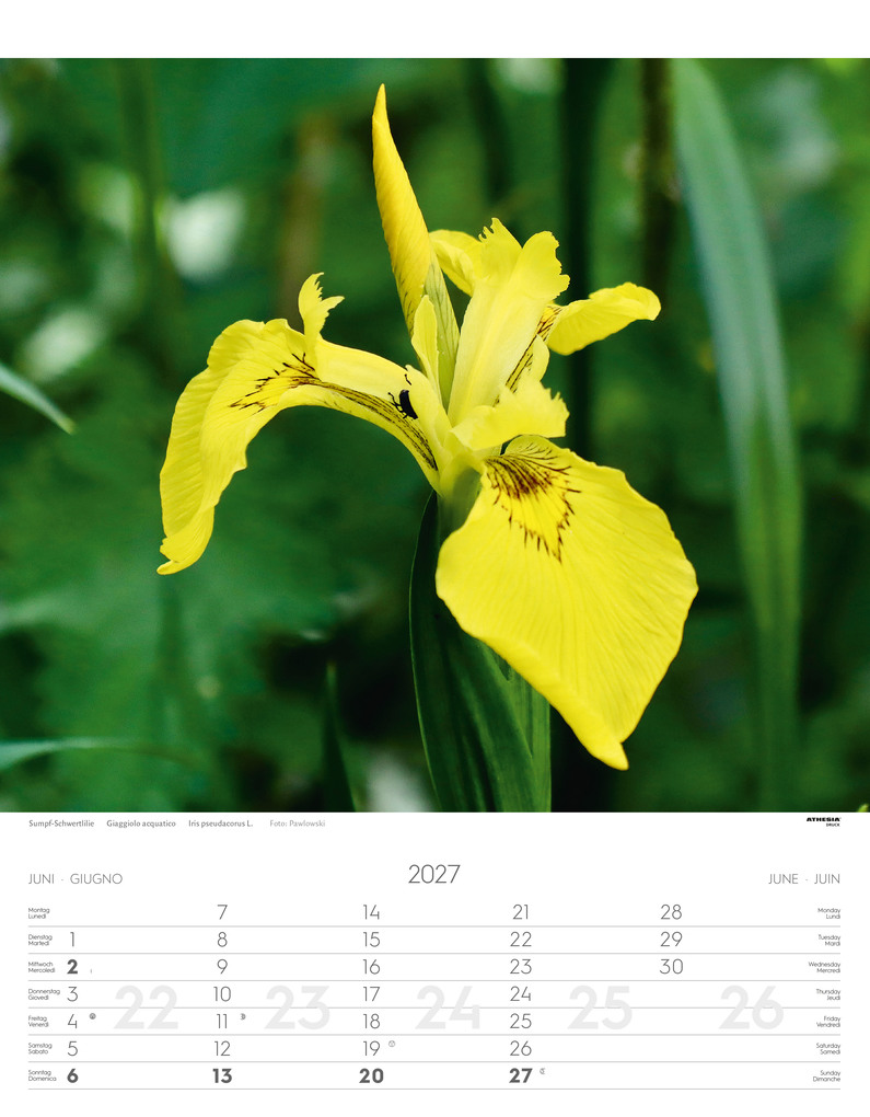 Weitere Ansicht: Alpenblumen Kalender 2027
