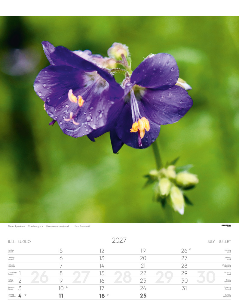 Weitere Ansicht: Alpenblumen Kalender 2027