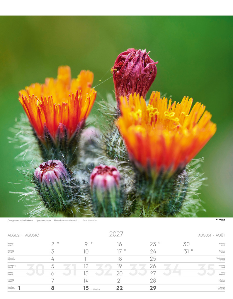 Weitere Ansicht: Alpenblumen Kalender 2027