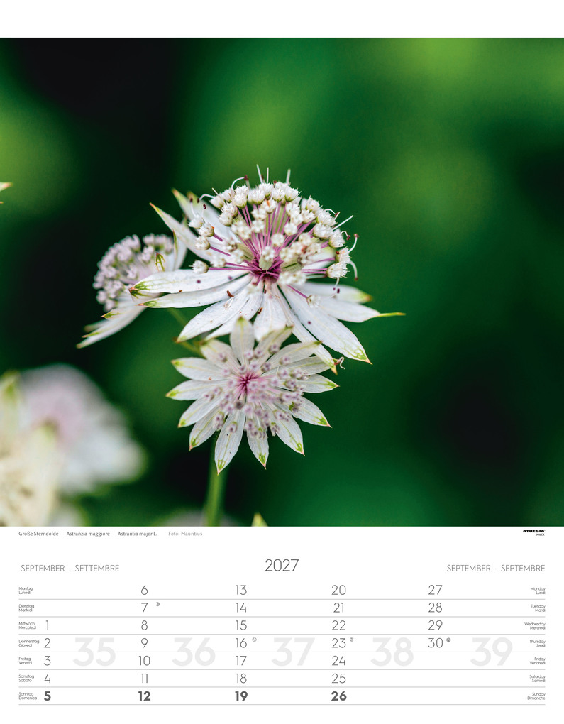 Weitere Ansicht: Alpenblumen Kalender 2027