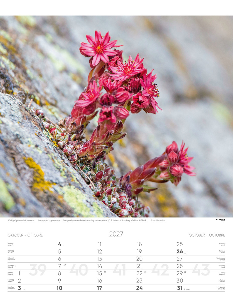 Weitere Ansicht: Alpenblumen Kalender 2027