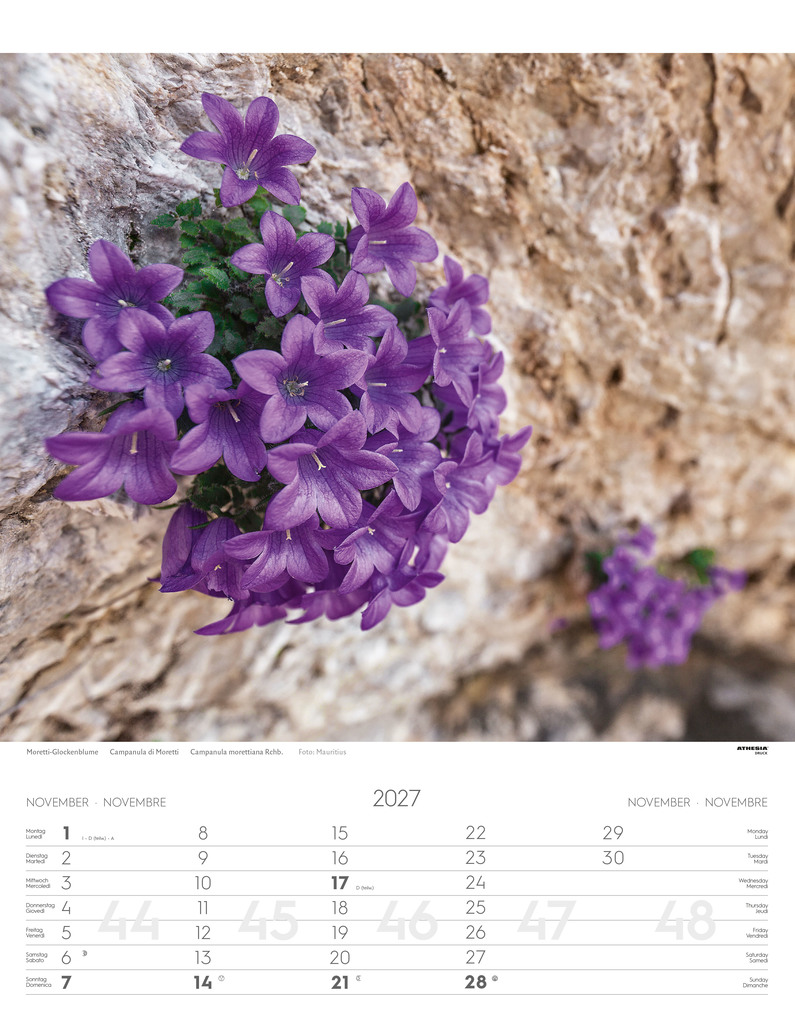 Weitere Ansicht: Alpenblumen Kalender 2027