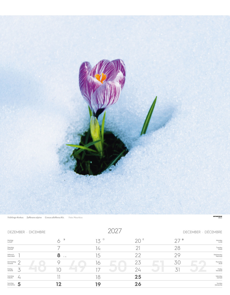Weitere Ansicht: Alpenblumen Kalender 2027