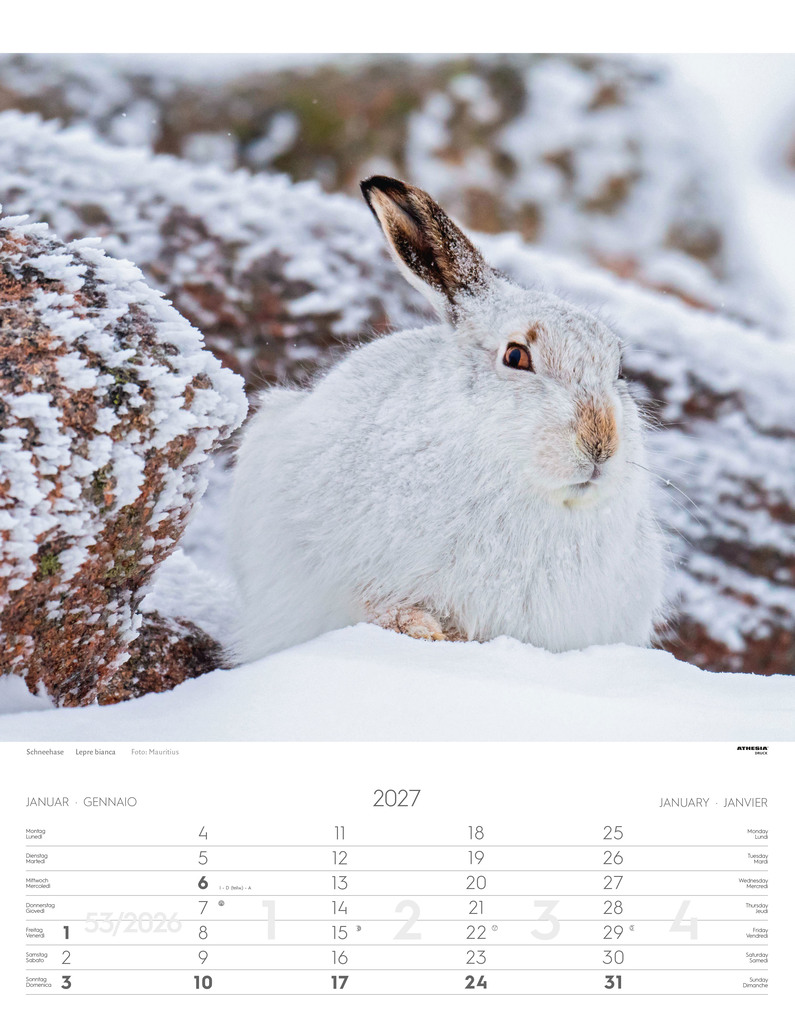 Weitere Ansicht: Tiere der Alpen - Kalender 2027