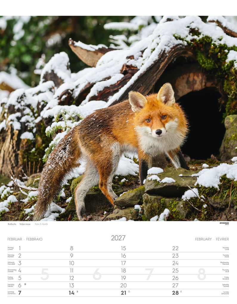 Weitere Ansicht: Tiere der Alpen - Kalender 2027