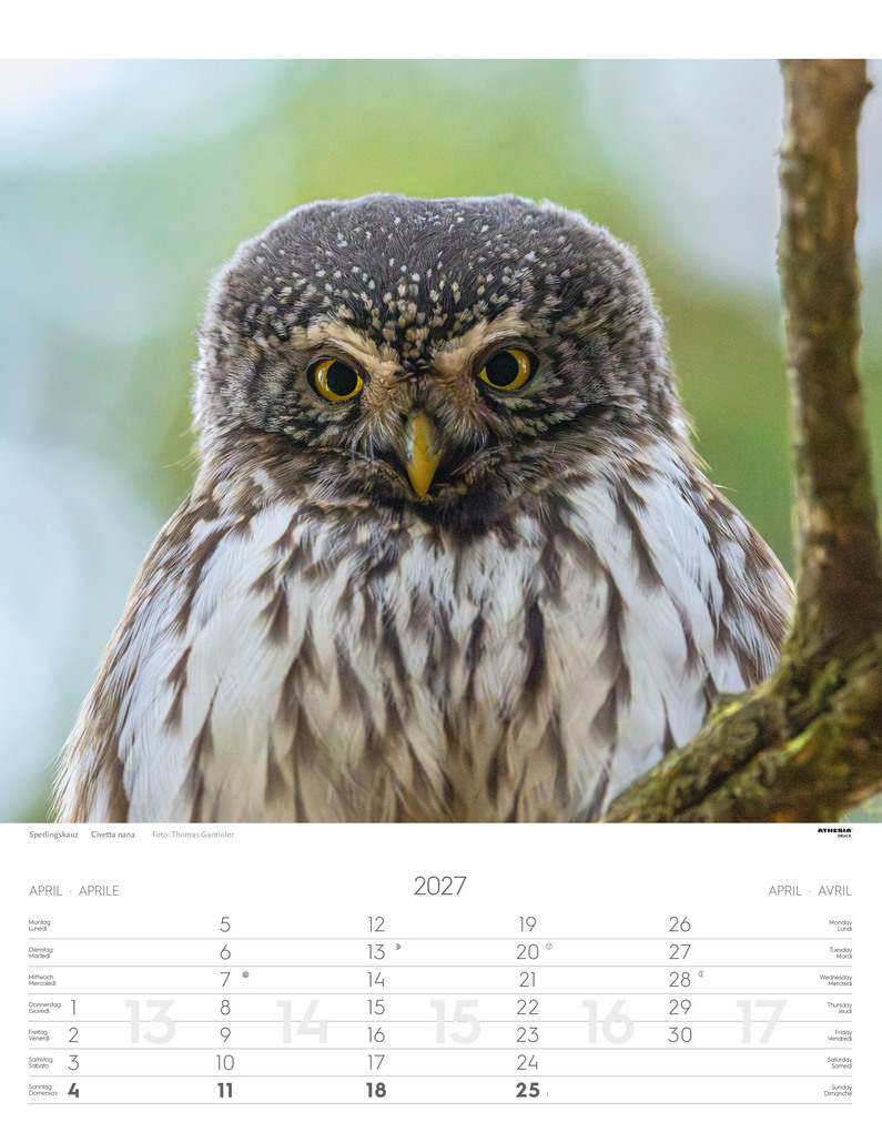 Weitere Ansicht: Tiere der Alpen - Kalender 2027