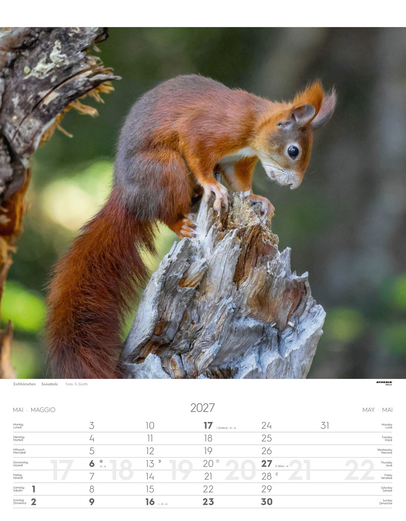 Weitere Ansicht: Tiere der Alpen - Kalender 2027