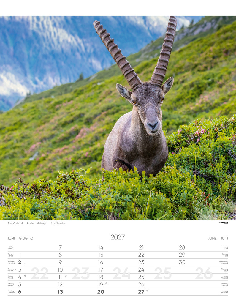 Weitere Ansicht: Tiere der Alpen - Kalender 2027