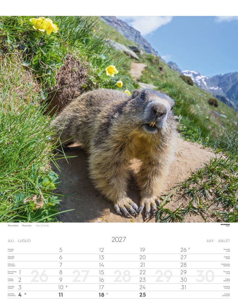 Weitere Ansicht: Tiere der Alpen - Kalender 2027