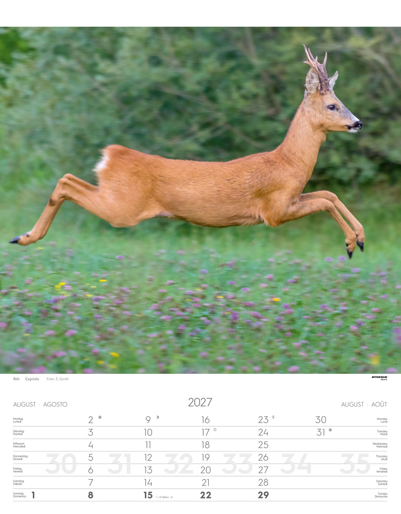 Weitere Ansicht: Tiere der Alpen - Kalender 2027